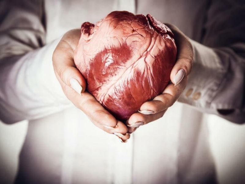 Pourquoi le cancer du cœur n’existe&nbsp;pas